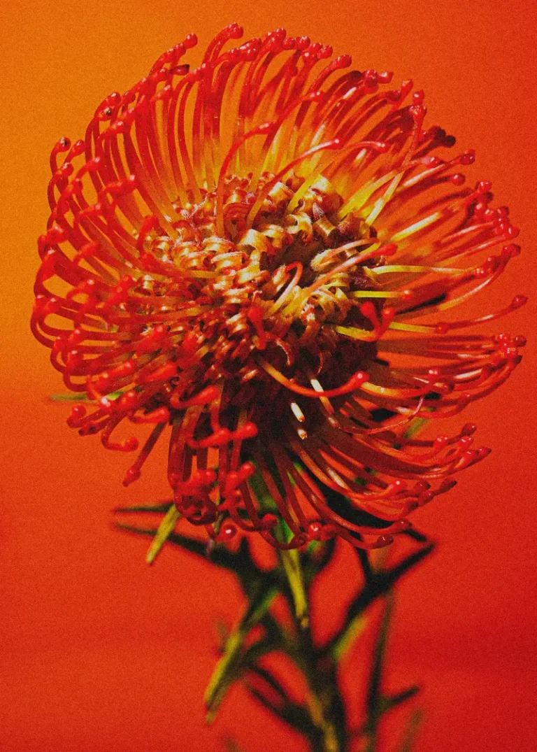 Floral Reverie — CLAIRE Magazine, April 2026